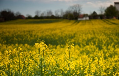Heimat traute Heimat