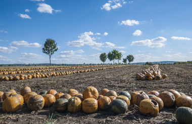 Sommerherbsttag