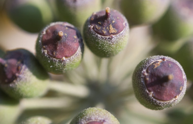 Makro Tier-&Pflanzenwelt